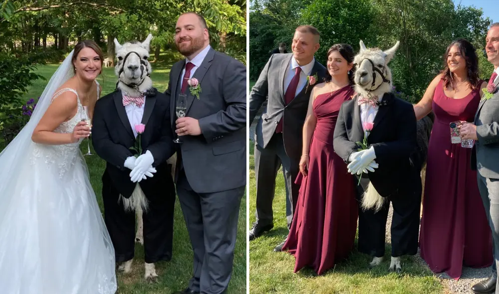 Una peculiar llama es padrino de bodas de una pareja en Nueva York. Foto: Llama Adventures/Facebook