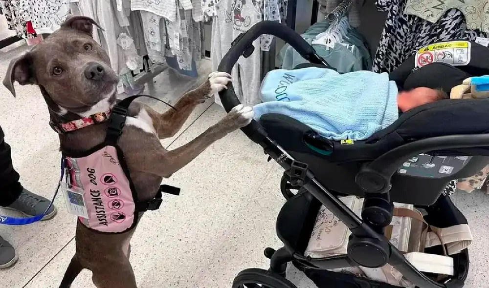 Belle acompañó a Amee en la ambulancia y en la sala de cuidados intensivos. Foto: BBC News Mundo - Video: @TeleSaltillo/YouTube