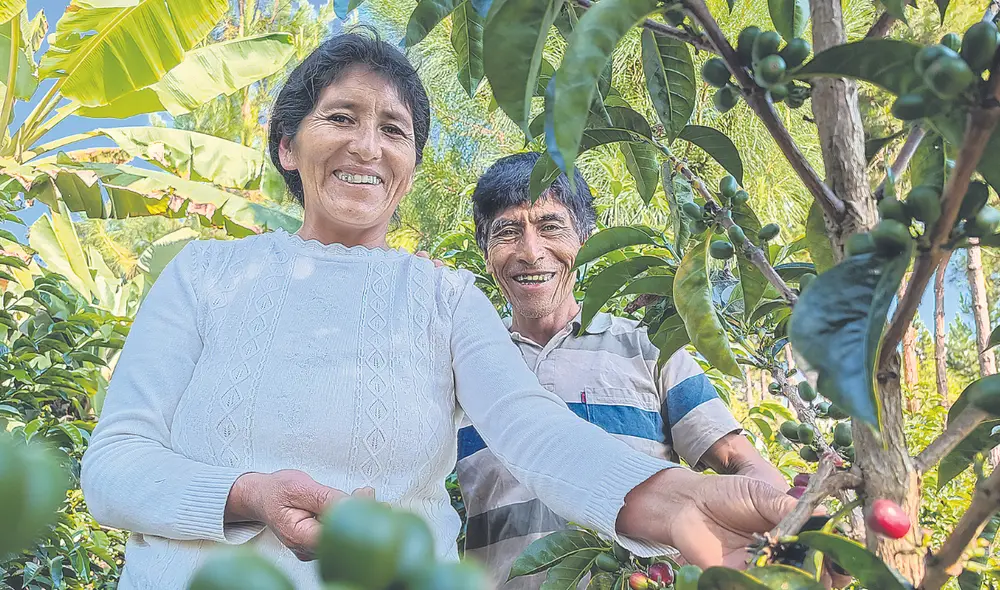 Vidas ejemplares. Vicentina Phocco y Pablo Mamani pasaron los más dolorosos desafíos. Pese a ello, lucharon por su café y lo llevaron a las tazas del mundo. Foto: Liubomir Fernández/La República Vidas ejemplares. Vicentina Phocco y Pablo Mamani pasaron los más dolorosos desafíos. Pese a ello, lucharon por su café y lo llevaron a las tazas del mundo. Foto: Liubomir Fernández/La República