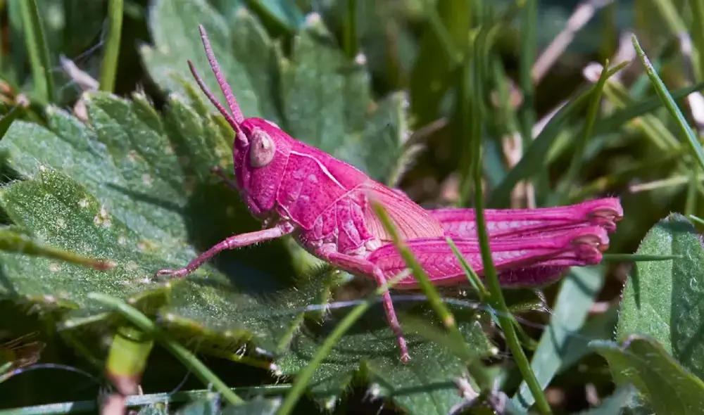 Los saltamontes rosados son más vulnerables ante sus depredadores. Foto: Gary Phillips