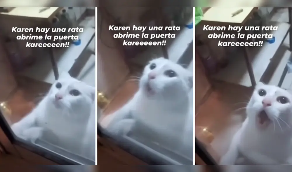 Usuarios se conmovieron al ver al gatito maullando sin parar. Foto: composición LR/Instagram