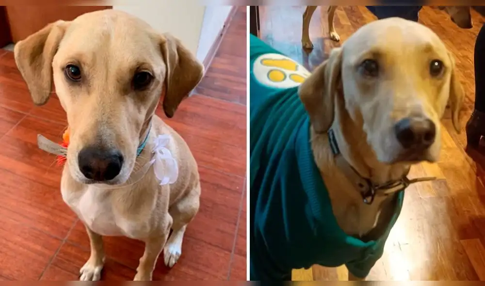 Mono se perdió en Carabayllo y su familia lo está buscando. Foto: composición LR / Cristina Berrocal