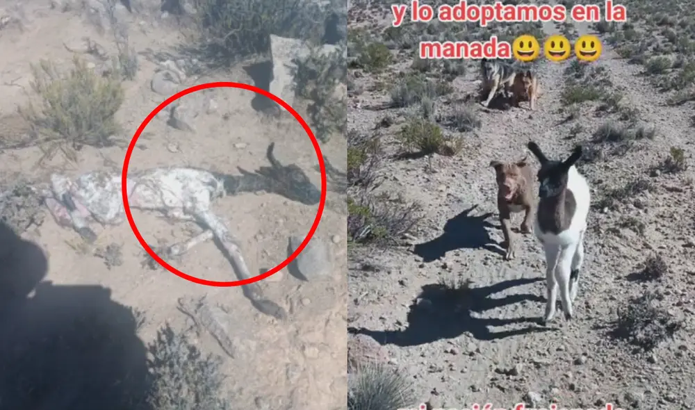 Los tres perros del hombre recibieron bastante bien al nuevo integrante de la jauría: una llama. Foto y video: @carlosvalentincalamani/TikTok