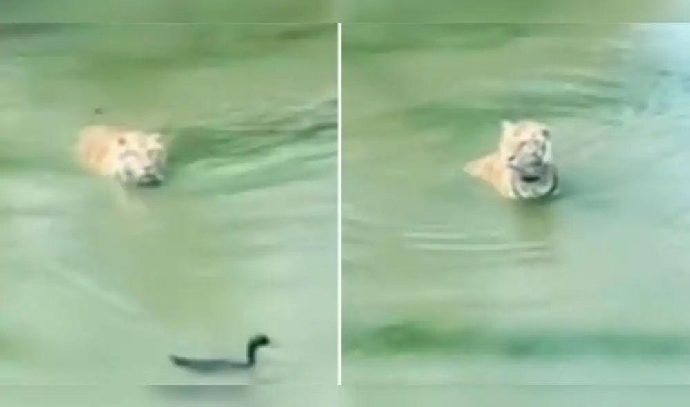Usuarios hicieron todo tipo de comentario tras el suceso. Foto: composición LR/captura de TikTok/@panamericanaplus