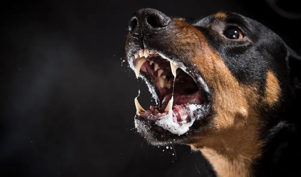 ¿Qué puedo hacer si me muerde un perro con rabia? Foto: Me lo dijo Lola ¿Qué puedo hacer si me muerde un perro con rabia? Foto: Me lo dijo Lola