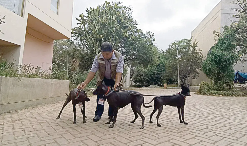 Juntos. La tercera generación de mascotas está conformada por Sicán, Mochica y su retoño Cium. Ellos son los guardianes del recinto y protagonistas durante las actividades culturales. Foto: Rosa Quincho/La República Juntos. La tercera generación de mascotas está conformada por Sicán, Mochica y su retoño Cium. Ellos son los guardianes del recinto y protagonistas durante las actividades culturales. Foto: Rosa Quincho/La República