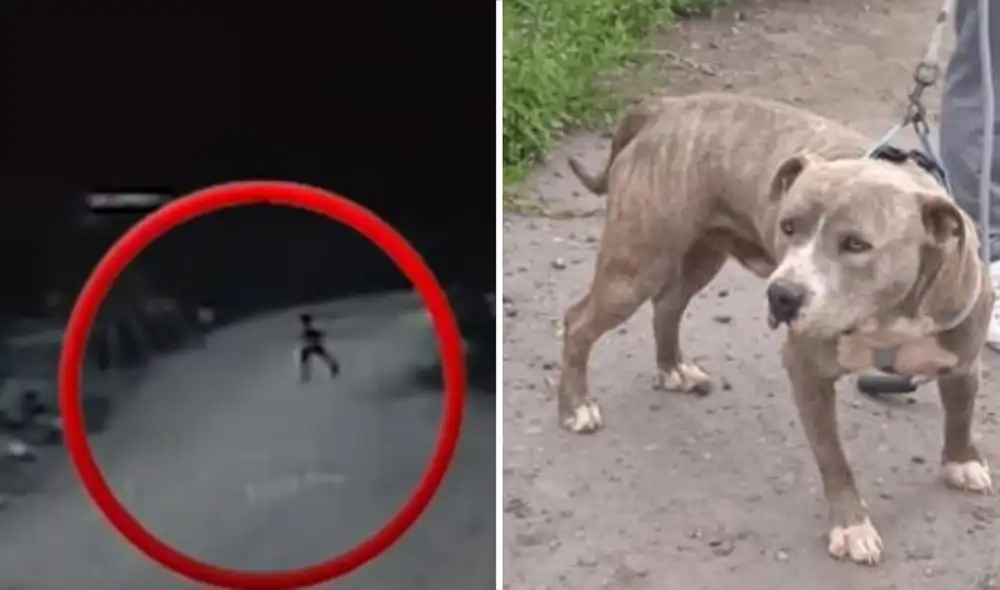 El perro atacó al menor cuando regresaba de la tienda a su casa junto a su hermano. Foto: composición LR /captura Panamericana / Difusión El perro atacó al menor cuando regresaba de la tienda a su casa junto a su hermano. Foto: composición LR /captura Panamericana / Difusión