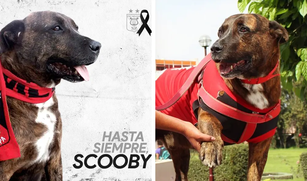 Scooby vivía dentro de la UNSA. Foto: Composición LR / FBC Melgar / UNSA