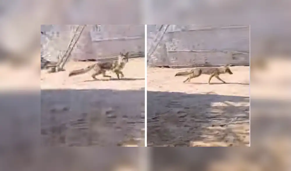 Zorro genera daños en Chimbote. Foto y video: Poder Público Zorro genera daños en Chimbote. Foto y video: Poder Público