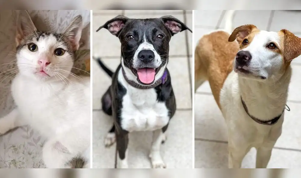 Estos son algunos de los animalitos que estarán en la jornada de adopción. Foto: composición LR/Fundación Rayito