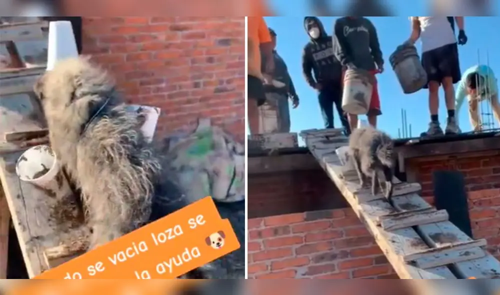 Usuarios se enternecieron tras ver la curiosa escena. Foto: composición LR/TikTok/@piedrafundamental Usuarios se enternecieron tras ver la curiosa escena. Foto: composición LR/TikTok/@piedrafundamental