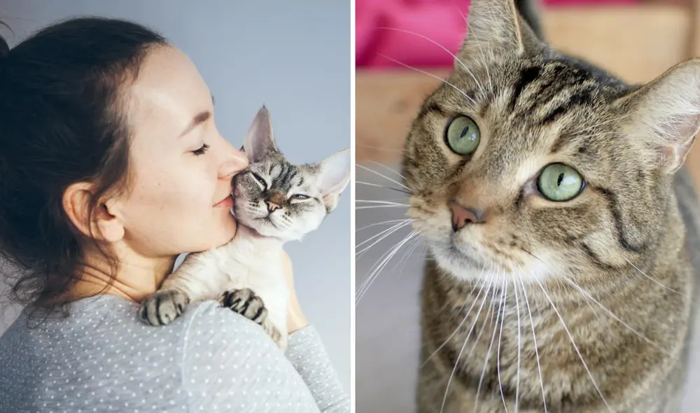 Existen dos teorías que explican por qué llamamos 'michi' a los gatos. Foto: composición LR/Mundo Deportivo/EFE Existen dos teorías que explican por qué llamamos 'michi' a los gatos. Foto: composición LR/Mundo Deportivo/EFE