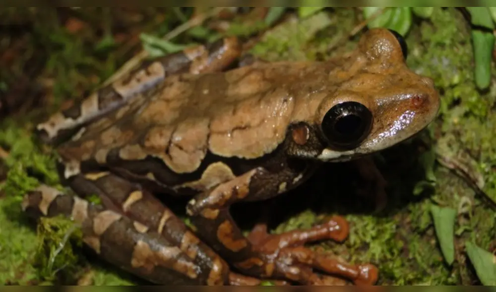 Descubren nueva especie de anfibio en Perú. Foto: Pablo Venegas
