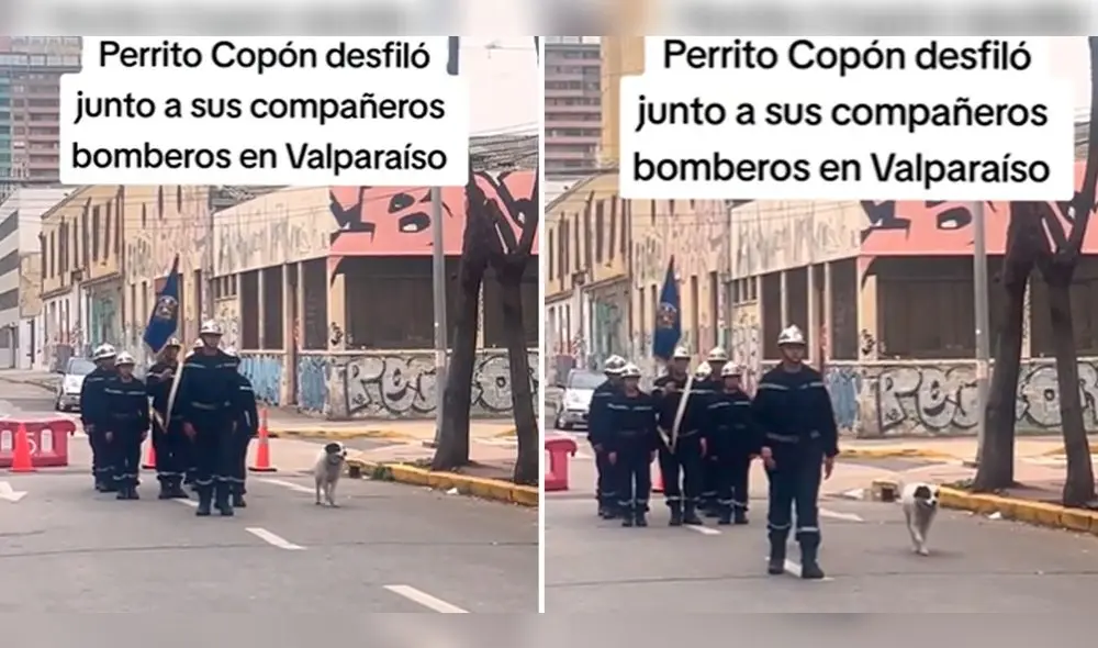 Usuarios tuvieron tiernos comentarios tras ver la escena. Foto: composición LR/ TikTok/@valparaisoinforma