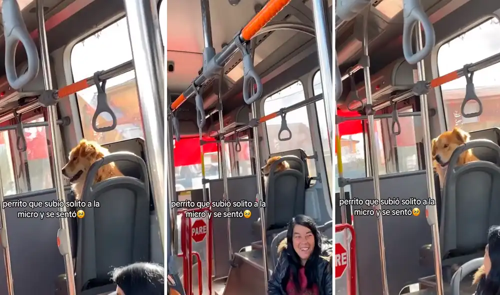 Las imágenes sacaron miles de sonrisas en redes sociales. Foto: Composición LR/@Baabyprincss/TikTok Las imágenes sacaron miles de sonrisas en redes sociales. Foto: Composición LR/@Baabyprincss/TikTok