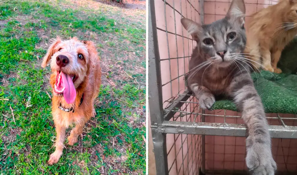 Albergue. El refugio Peludos Sentimientos tiene a su cargo 34 perritos y gatitos. Foto: composición LR/Peluditos Sentimientos Albergue. El refugio Peludos Sentimientos tiene a su cargo 34 perritos y gatitos. Foto: composición LR/Peluditos Sentimientos
