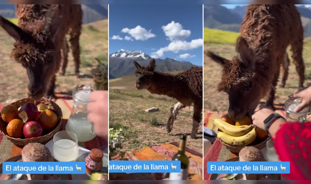 Llamita hace de las suyas durante un picnic de pareja en Cusco. Foto: composición LR/@giulianamatsusaka - Video: @giulianamatsusaka