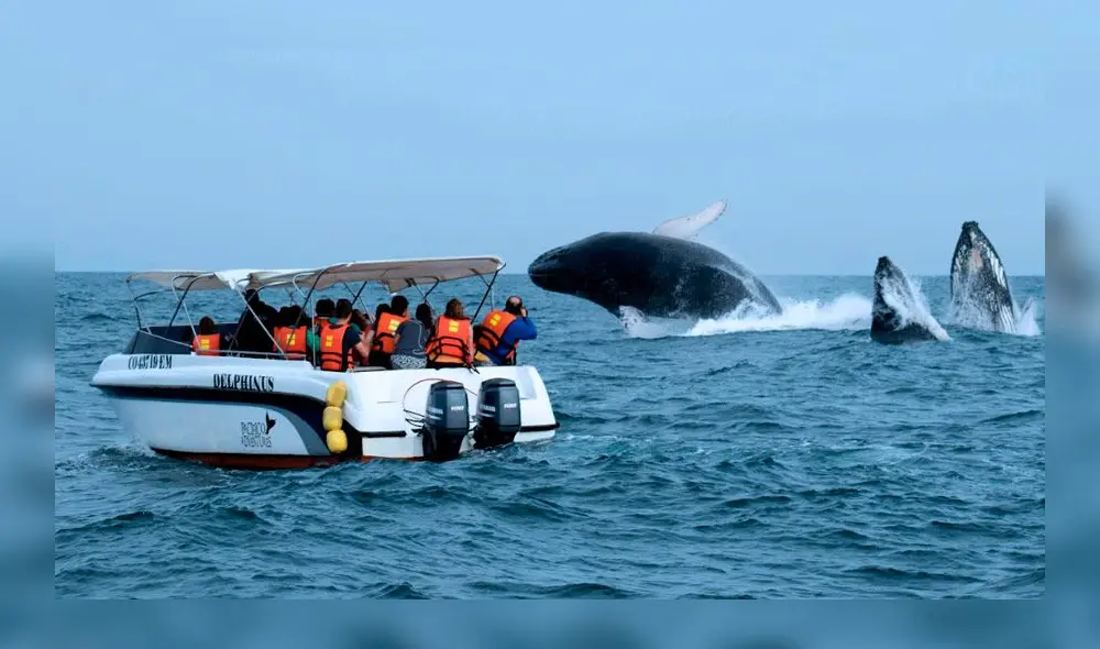 Avistamiento de ballenas. Del total de observadores, el 89,4% serían nacionales y 10,6% extranjeros. Foto: difusión