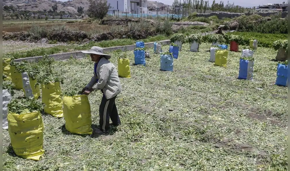 Sector agrícola de la región ya siente consecuencias del déficit hídrico. Foto: Rodriogo Talavera