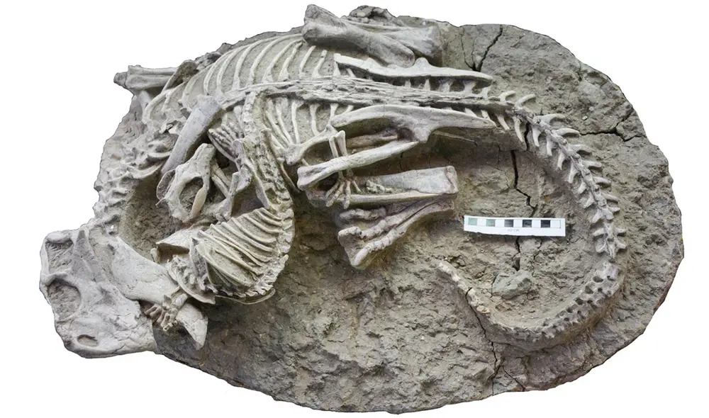 El conjunto fósil de ambas criaturas data de hace 125 millones de años. Foto: Gang Hang