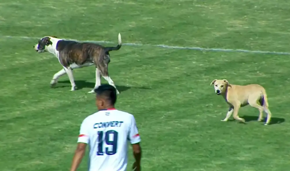 Dos perros se llevaron la atención del público en los últimos minutos del Alianza UDH vs. San Martín en Liga 2. Foto: captura de Nativa Dos perros se llevaron la atención del público en los últimos minutos del Alianza UDH vs. San Martín en Liga 2. Foto: captura de Nativa