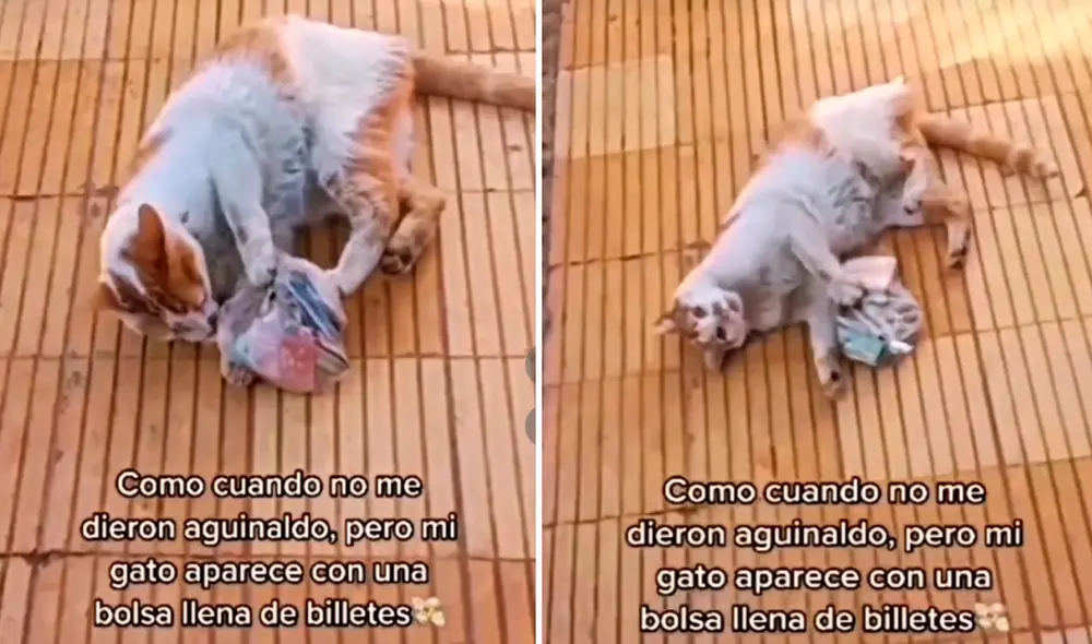 Video sacó miles de sonrisas en redes sociales. Foto: composición LR/captura de @Yvonnecarballoennovy/TikTok