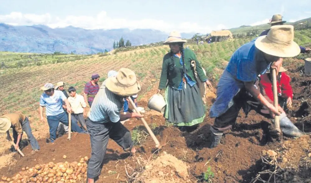 Fortalecimiento fiscal. El reglamento de la Ley n° 31335 fortalecerá cooperativas agrarias y exonerará impuestos. Foto: difusión