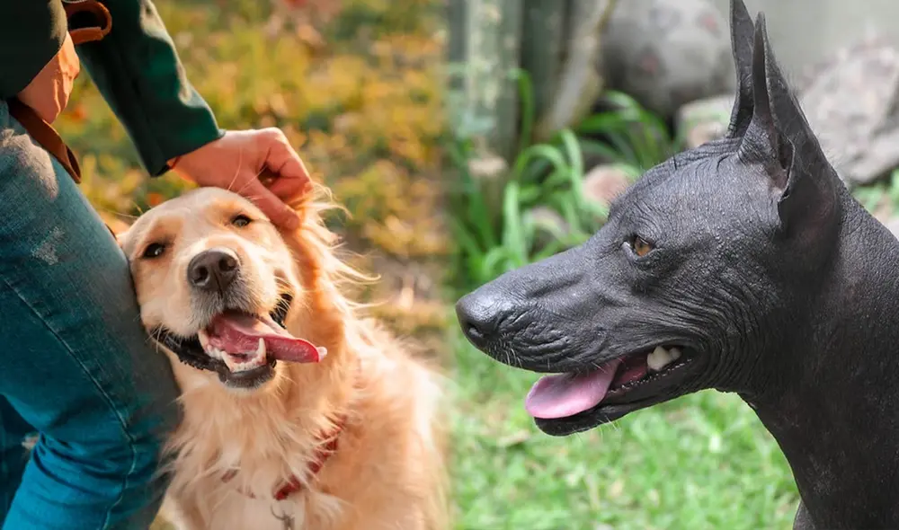 ¿Y tú cómo celebrarás a tu mascota este día? Foto: composición LR/Freepik/Yuri Hooker