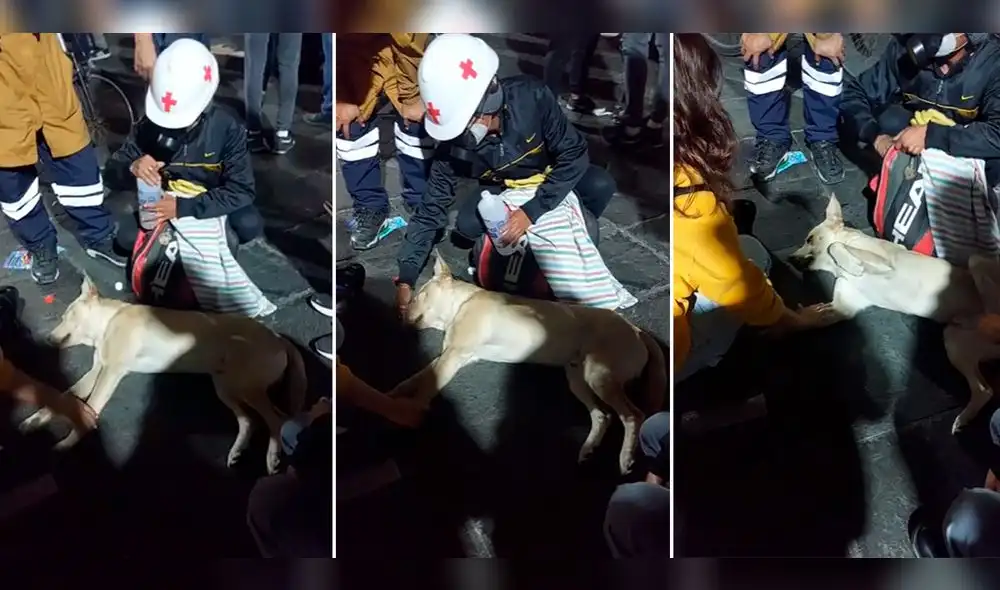 Usuarios aplaudieron a los manifestantes que ayudaron al perrito. Foto: composición LR/@carlosrt30k/TikTok Usuarios aplaudieron a los manifestantes que ayudaron al perrito. Foto: composición LR/@carlosrt30k/TikTok