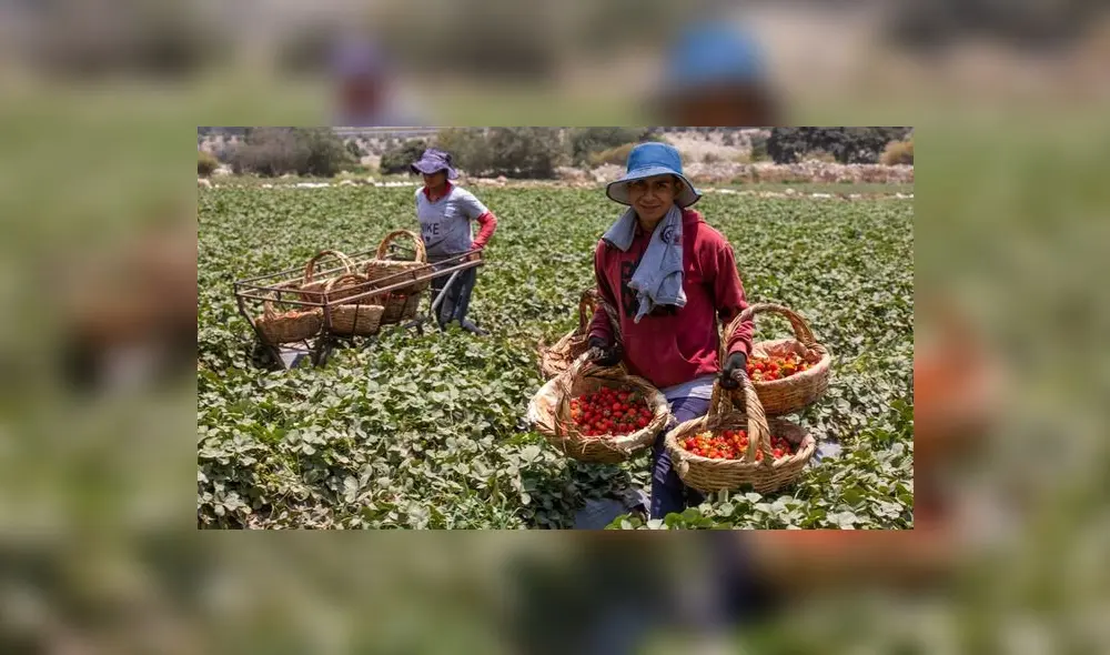 Ley busca establecer paridad entre hombres y mujeres dentro del consejo de administración. Foto: Gob.pe Ley busca establecer paridad entre hombres y mujeres dentro del consejo de administración. Foto: Gob.pe