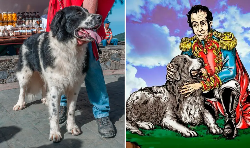 El mucuchíes es reconocido como el perro nacional venezolano desde 1964. Foto: composición LR/Experto Animal/Facebook El mucuchíes es reconocido como el perro nacional venezolano desde 1964. Foto: composición LR/Experto Animal/Facebook