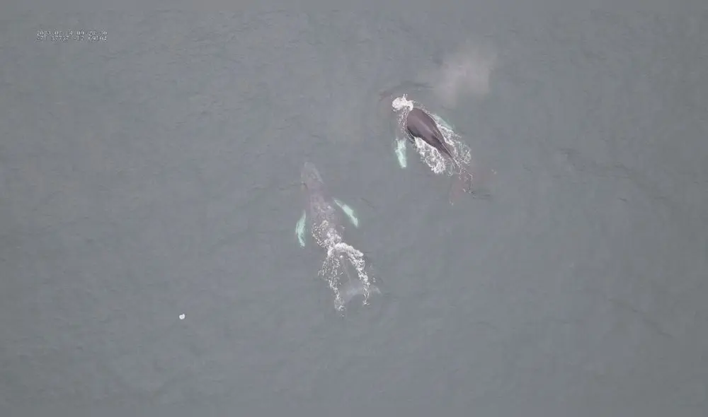 Las ballenas sorprenden a los turistas en las costas peruanas. Foto: Sernanp