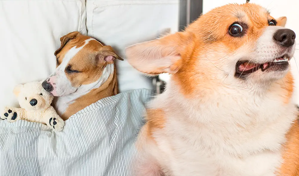 ¿Qué puede pasar si despiertas a tu perro? Foto: composición LR/Adobe/Pet Assure