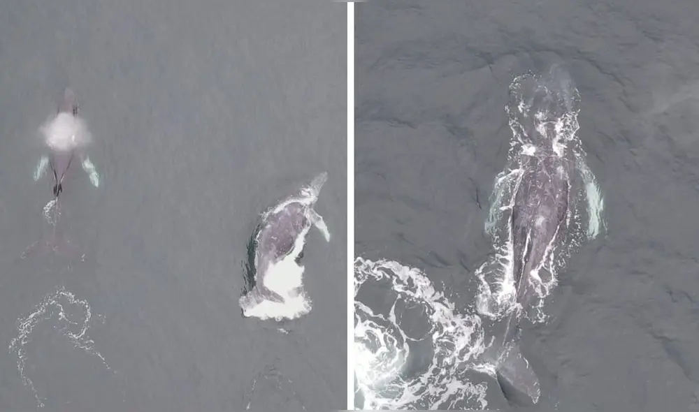 Ballenas jorobadas sorprenden a turistas en Ilo - Moquegua. Foto: Sernarp