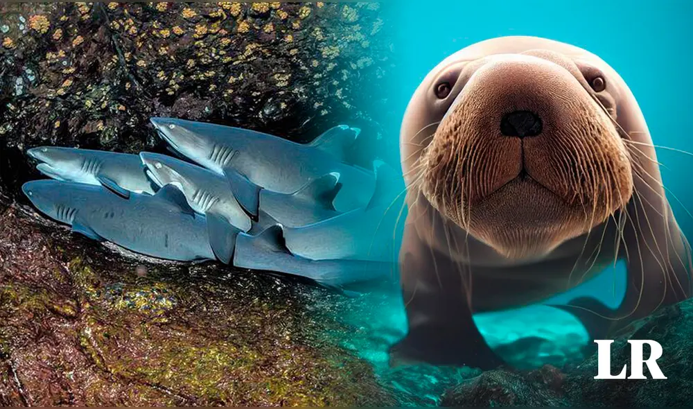 Algunos animales tienen su descanso o “animación suspendida”. Foto: composición LR/Fabrizio Oviedo/Capkona