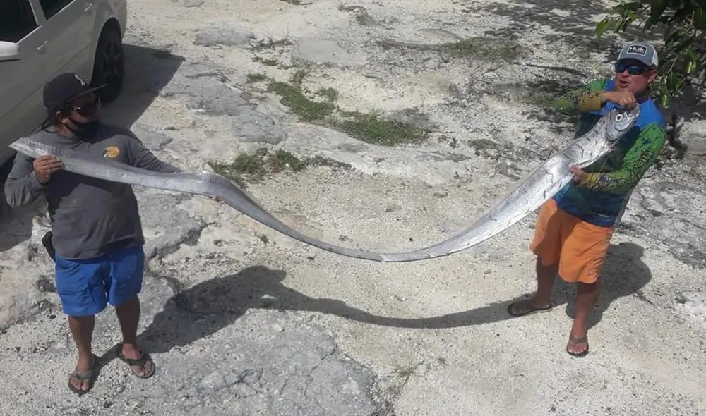 El pez remo es considerado uno de los más largos del mundo. Foto: GQ México.