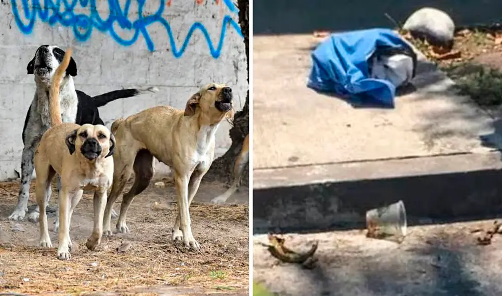 Los vecinos llamaron a emergencias tras encontrar al bebé en la basura. Foto: composición LR/La Prensa de Lara Los vecinos llamaron a emergencias tras encontrar al bebé en la basura. Foto: composición LR/La Prensa de Lara