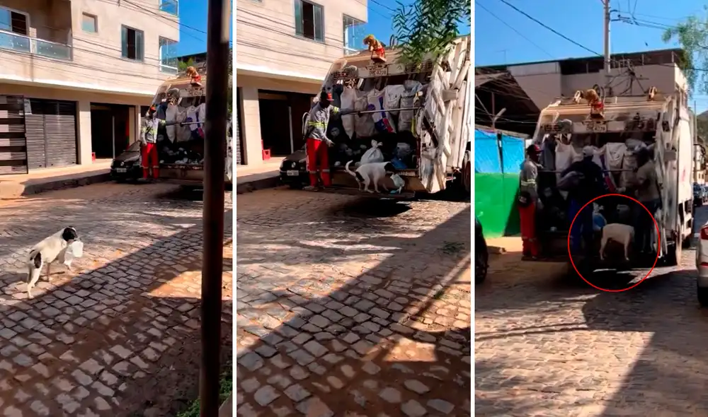 La labor del perrito generó los aplausos de los usuarios en redes sociales. Foto: composición LR/@Ja_publicidades/TikTok La labor del perrito generó los aplausos de los usuarios en redes sociales. Foto: composición LR/@Ja_publicidades/TikTok