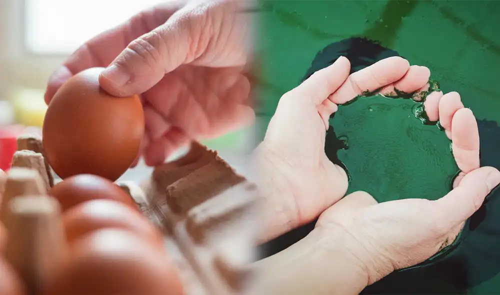 Esta alga verde fue utilizada como suplemento dietético para los astronautas en misiones espaciales.Foto: Green Club/difusión