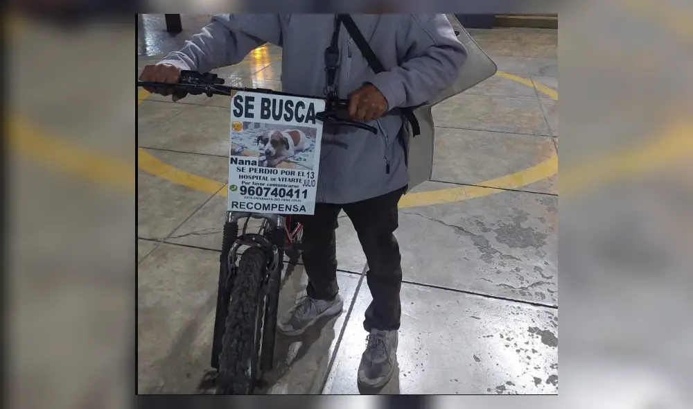 Nana está perdida hace más de 10 días, según su dueño. Foto: Difusión