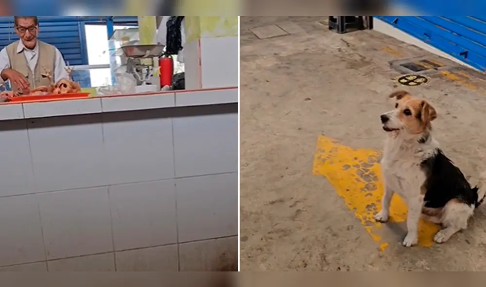 Usuarios se conmovieron tras ver al perrito pidiendo comida. Foto: composición LR/TikTok/@cliever.sara Usuarios se conmovieron tras ver al perrito pidiendo comida. Foto: composición LR/TikTok/@cliever.sara