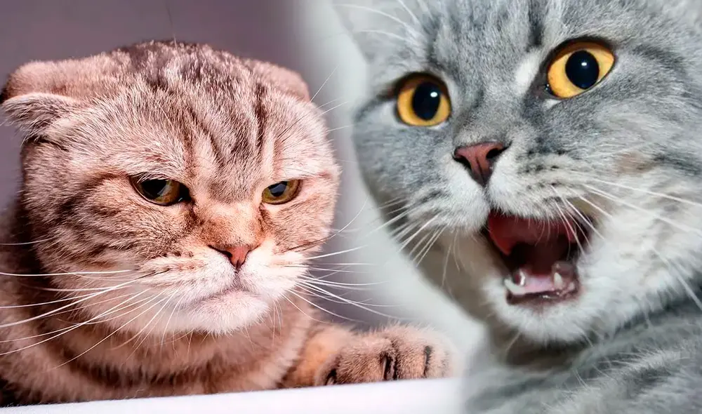 ¿Cómo reconocer el estrés en tu gato? Foto: composición LR/Adobe/Shutterstock