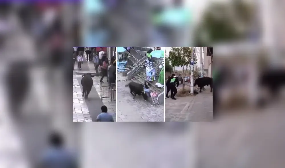 Toro hizo correr a transeúntes en Ayacucho. Foto y video: Latina noticias Toro hizo correr a transeúntes en Ayacucho. Foto y video: Latina noticias