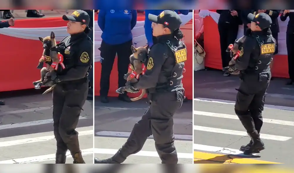 Perrito emocionó a miles en TikTok. Foto: composición LR/TikTok/@frasecorta Perrito emocionó a miles en TikTok. Foto: composición LR/TikTok/@frasecorta