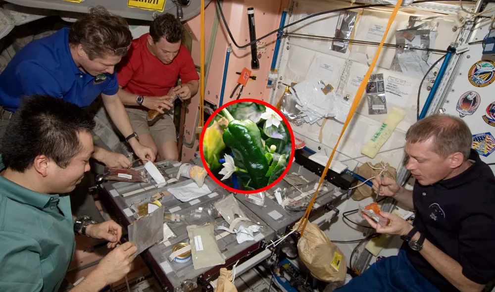 Entre los experimentos que se realizan en el espacio está el cultivo de algunos alimentos. Foto: composición LR/European Space Agency/Astro_Megan/Twitter