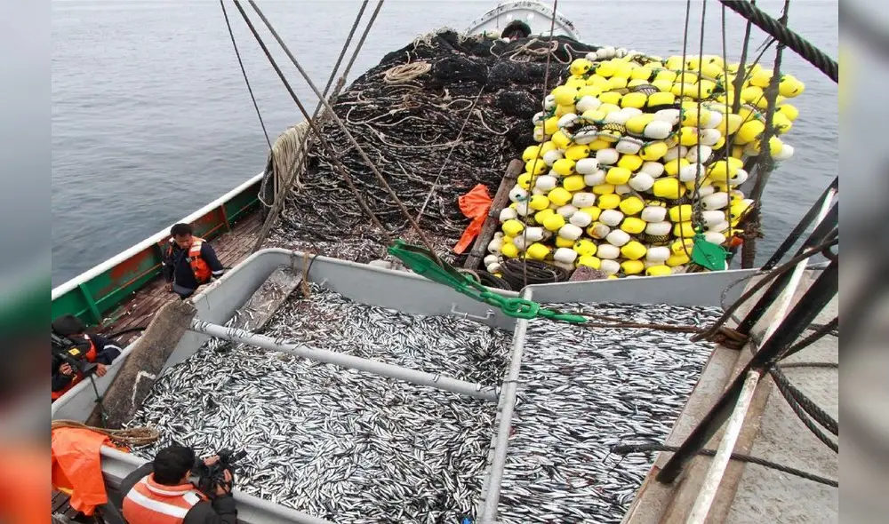 Imarpe determinará las cualidades de la anchoveta y la viabilidad para la apertura de una temporada de pesca. Foto: Andina Imarpe determinará las cualidades de la anchoveta y la viabilidad para la apertura de una temporada de pesca. Foto: Andina