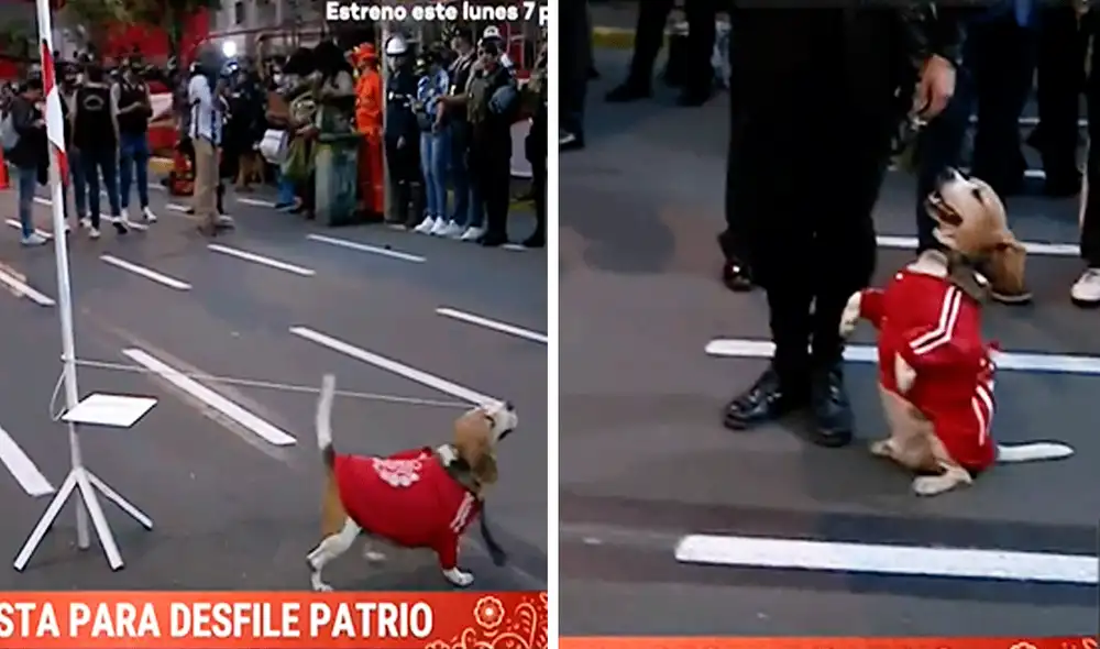 Perrito acaparó las miradas por su espíritu patriota. Foto: captura de Latina