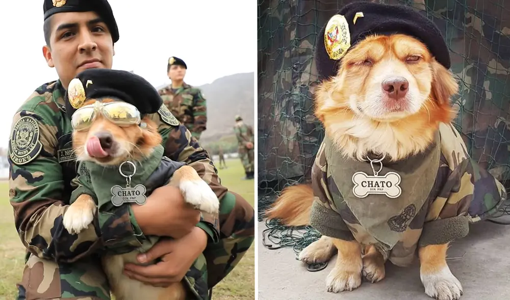 'Chato' lleva 8 años formando parte de la Policía Nacional del Perú (PNP). Foto: Composición LR/PNP 'Chato' lleva 8 años formando parte de la Policía Nacional del Perú (PNP). Foto: Composición LR/PNP