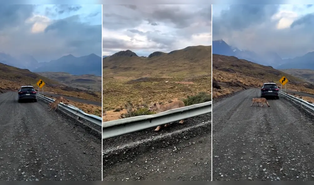 Majestuoso puma deja pasmados a viajero en carretera del sur. Foto: composición LR/@andeanpumaexplorer - Video: @andeanpumaexplorer