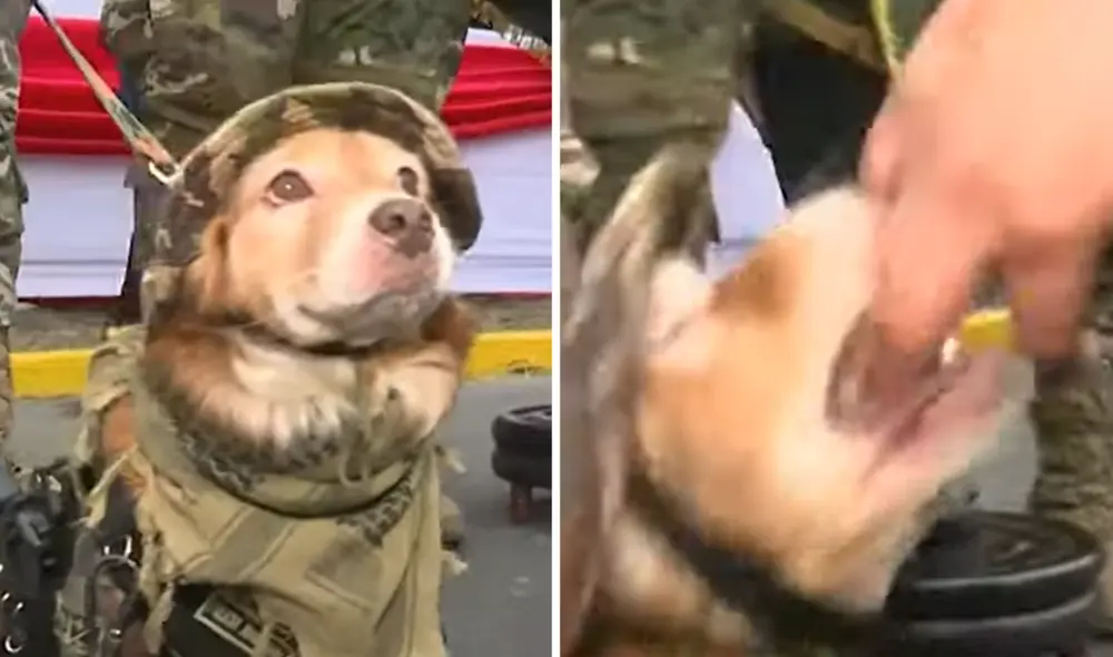 Perrito policía conocido como 'Chato' muerde a periodista por intentar coger  el arma que llevaba en su chaleco. Foto: composición LR/Panamericana Televisión